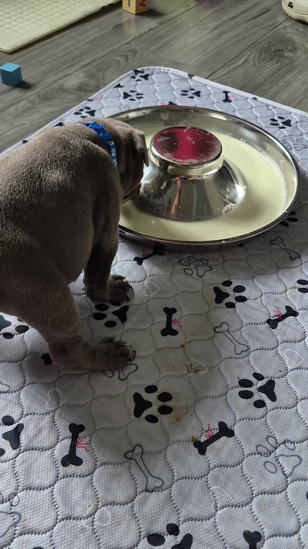 Staffordshire Bull Terrier dogs for sale: Staffordshire bull terrier pups in Leeds - Video 1