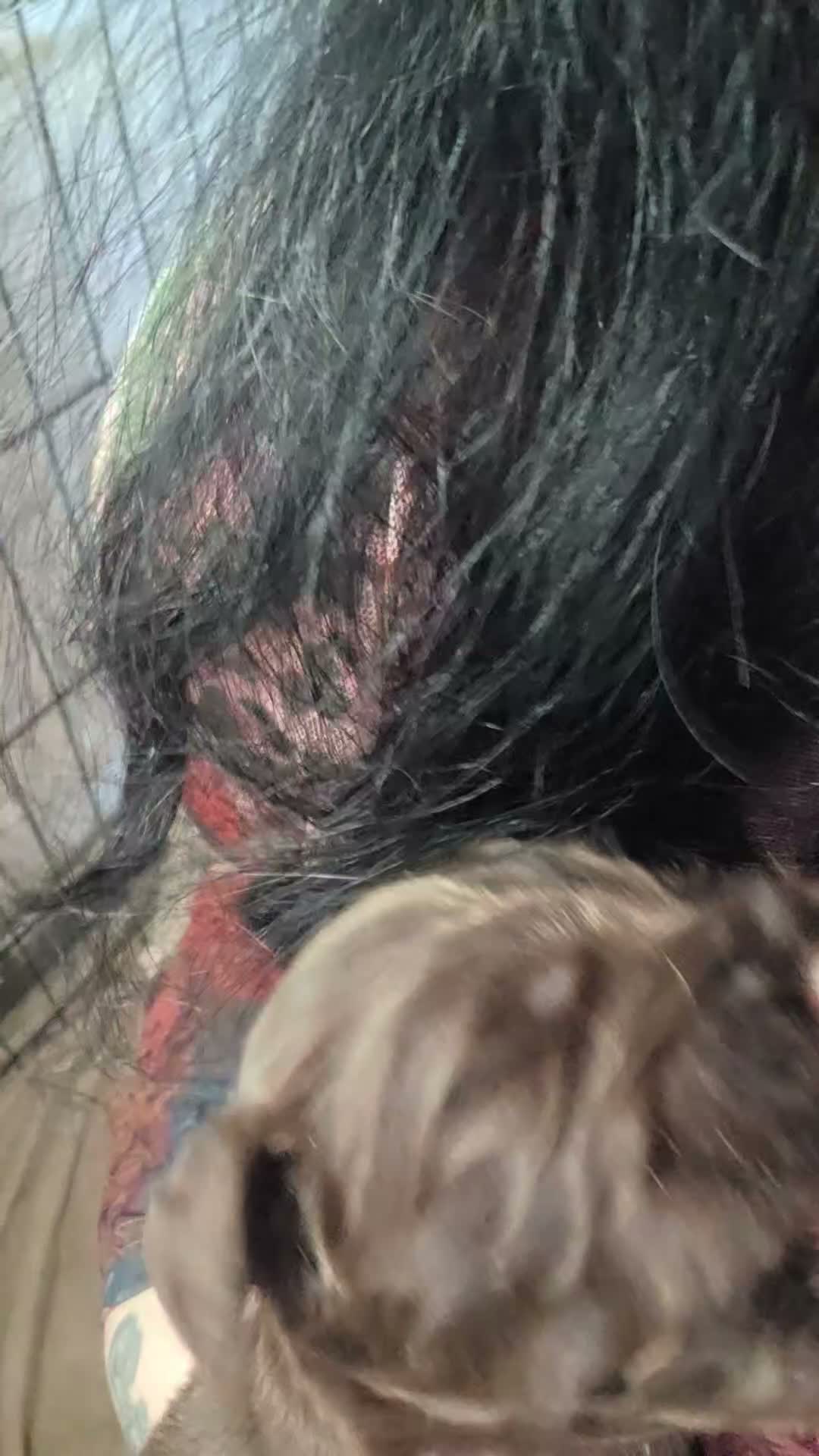 Cocker Spaniel dogs for sale: Beautiful cocker puppies - Video 1