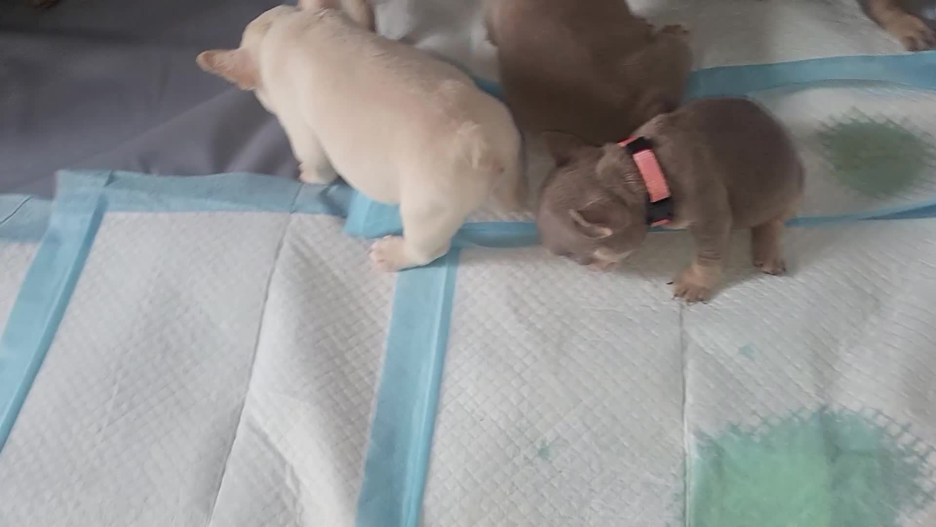 French Bulldog dogs for sale: New shade french bulldogs - Video 1