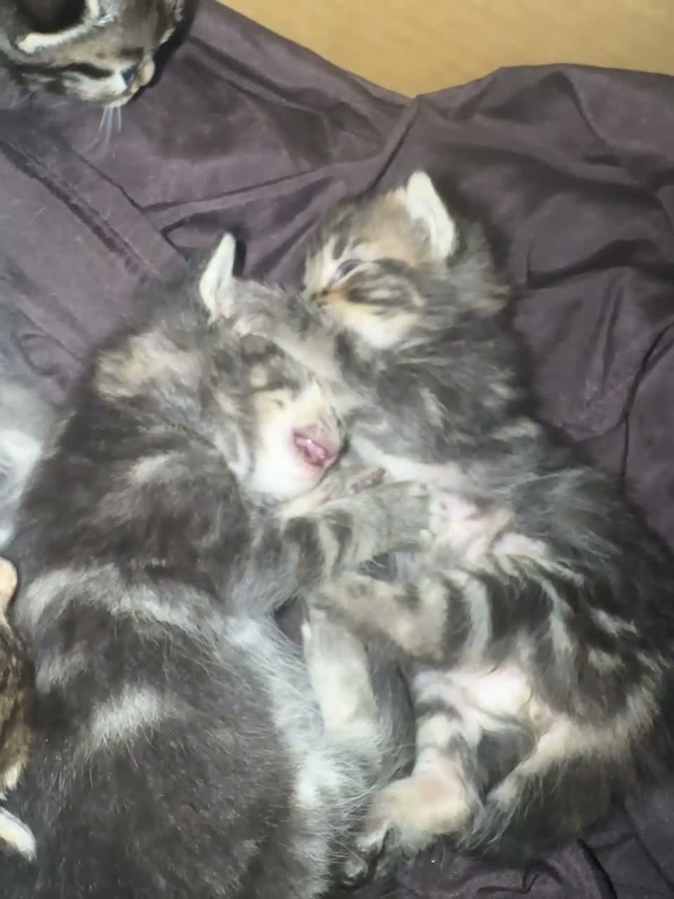Domestic Shorthair cats for sale: Beautiful kittens  - Video 1