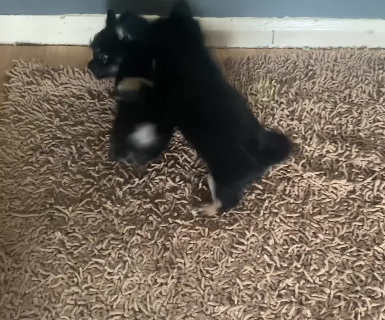 Mixed Breed dogs for sale: Beautiful 8 week old Chug x Papillion Boy & Girl  - Video 1