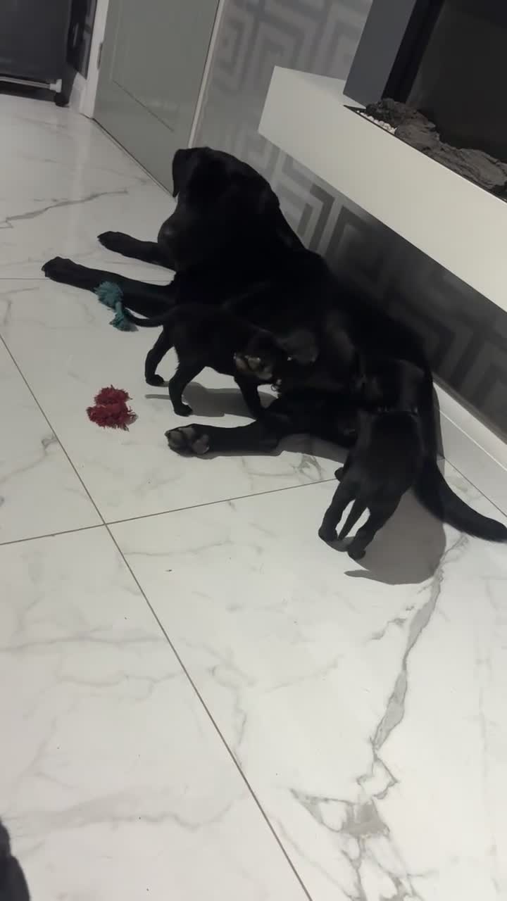 Labrador Retriever dogs for stud: Stud  - Video 2