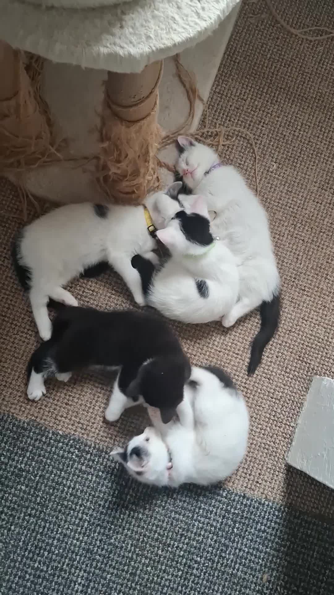 Mixed Breed cats for sale: Cute Furry Friends Ready to find new home. - Video 1