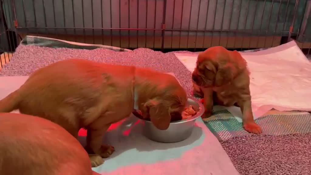 Irish Setter dogs for sale: Irish Setter Puppies in Galashiels - Video 1
