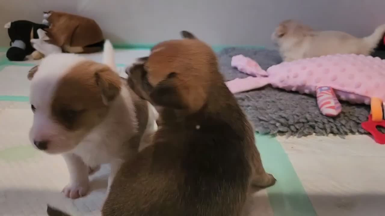 Mixed Breed dogs for sale: Gorgeous Pom Cross Babies  - Video 1