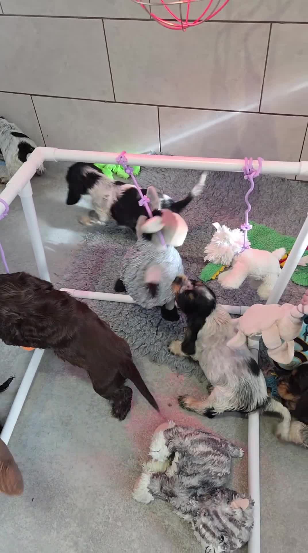 Cocker Spaniel dogs for sale: Kc, show cocker, dna, hips and eye tested parents  - Video 1