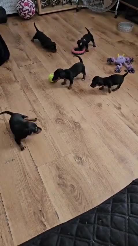Jackshund dogs for sale: DachshundxJack Russell Puppies  in Martock - Video 1