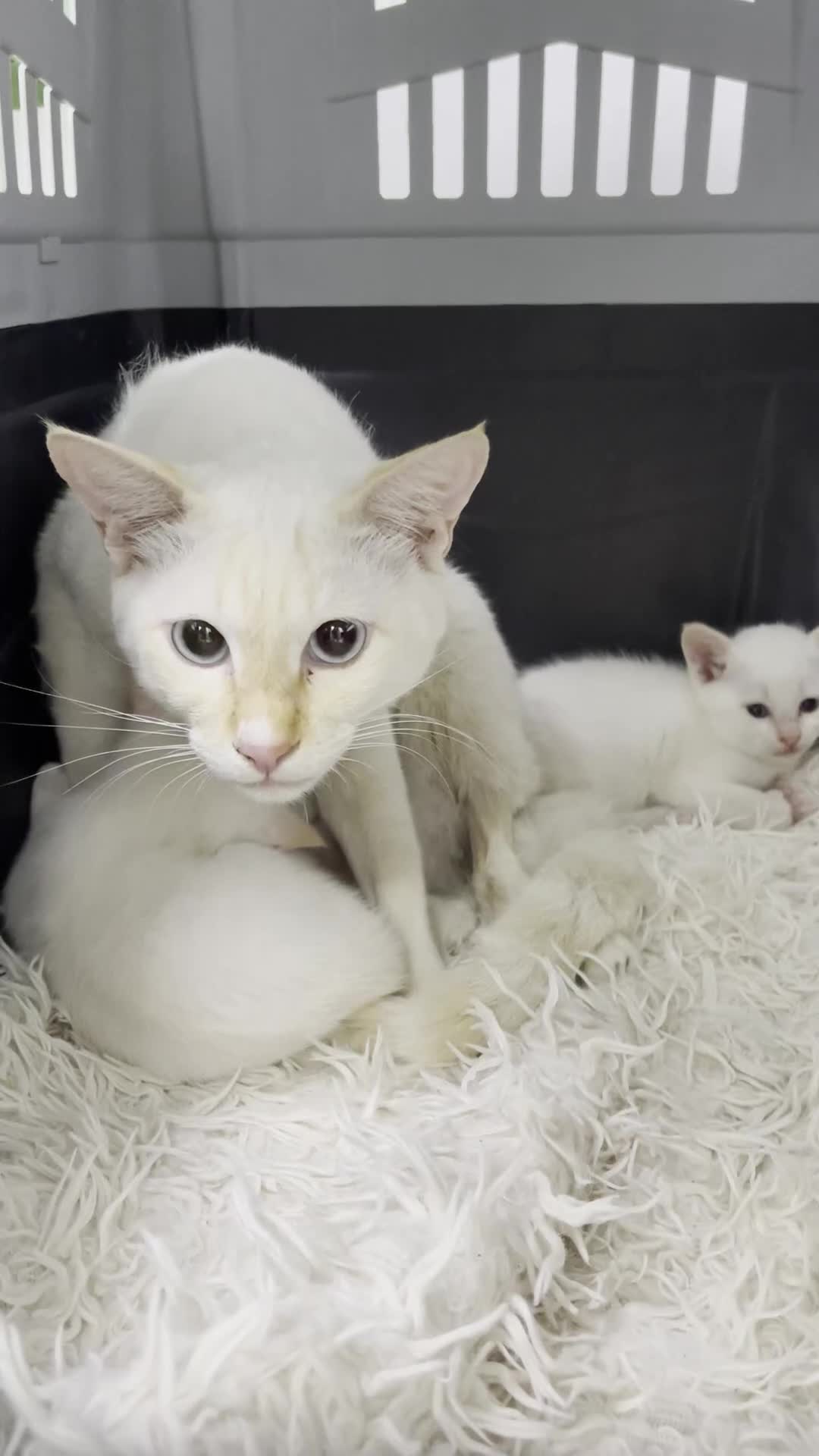 Siamese cats for sale: Ariel - Rescue Siamese - Video 1