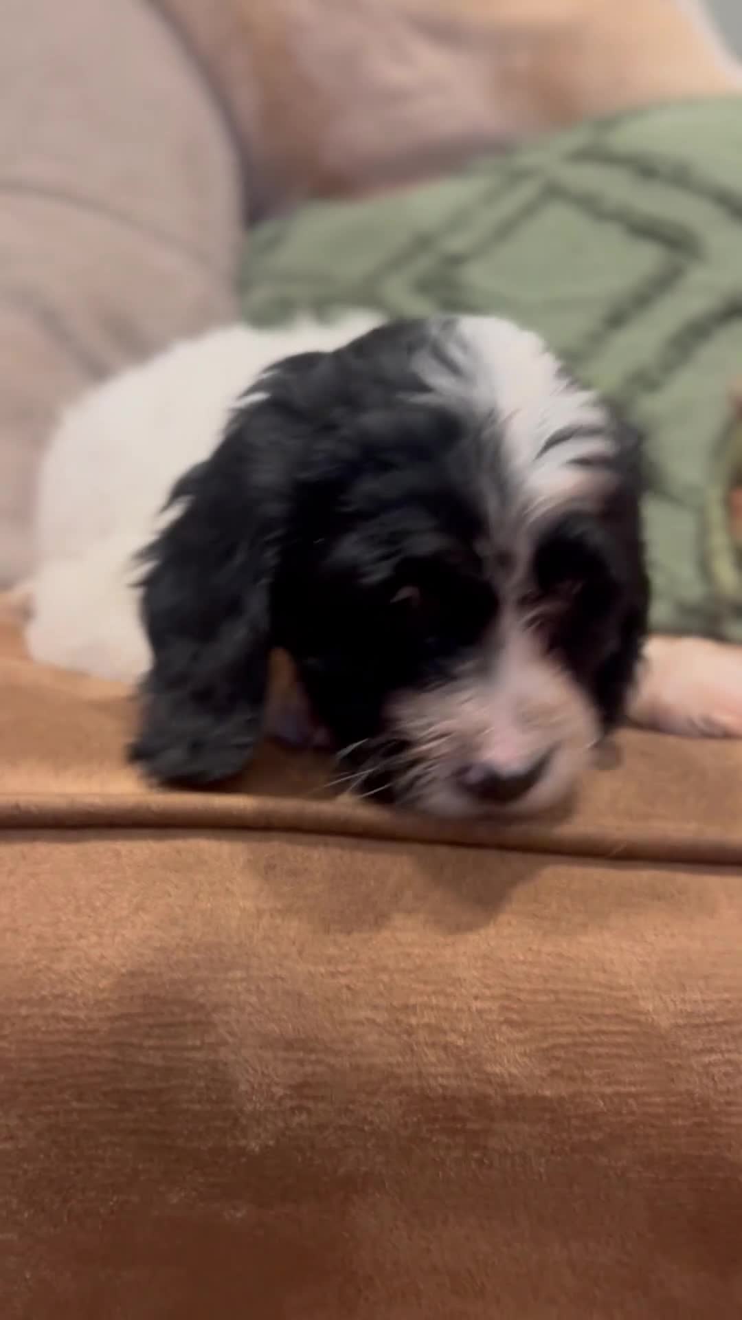 Cockapoo dogs for sale: Cockapoo puppies  - Video 2