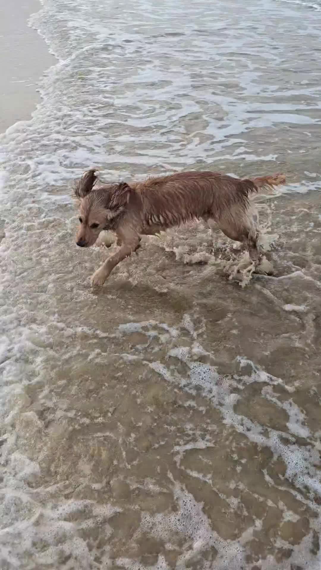 Cocker Spaniel dogs for sale: Active Working Cocker Spaniel - Video 1