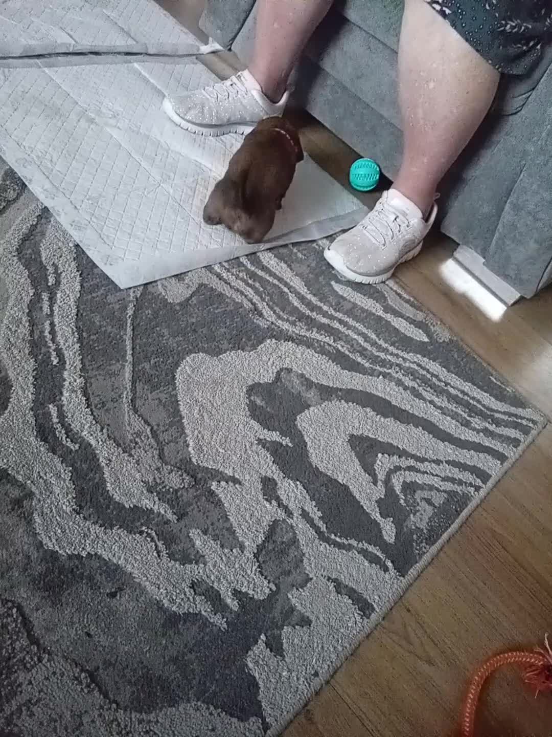 Miniature Dachshund dogs for sale: 3 gorgeous mini Dachshunds - Video 2