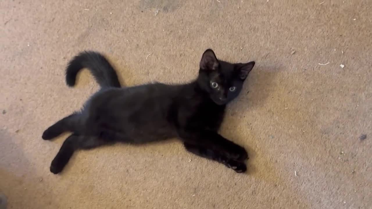 British Shorthair cats for sale: Two black kittens, one with some white    - Video 1