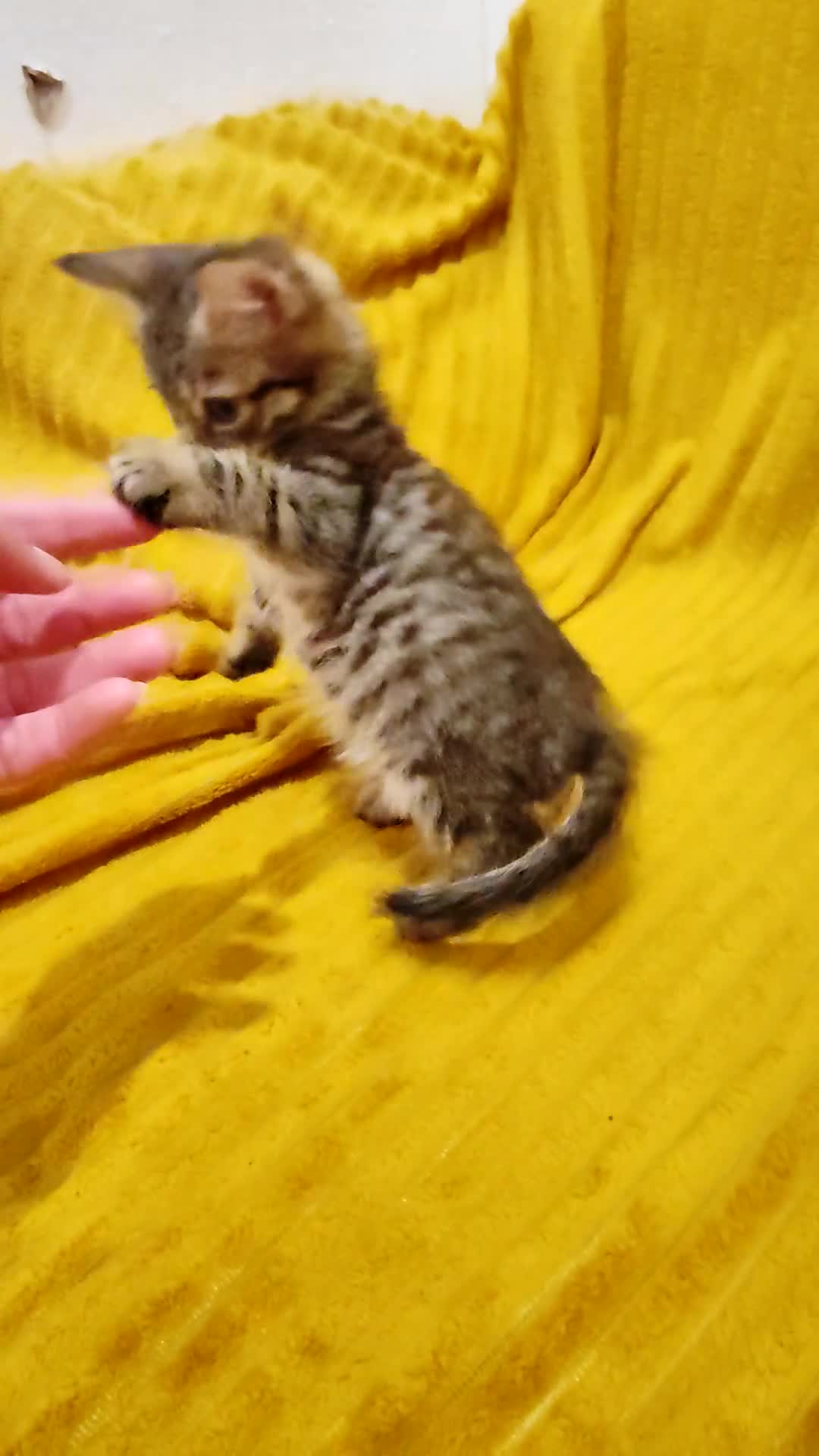 Mixed Breed cats for sale: TINY TABBY MALE KITTEN VIDEOS - Video 1