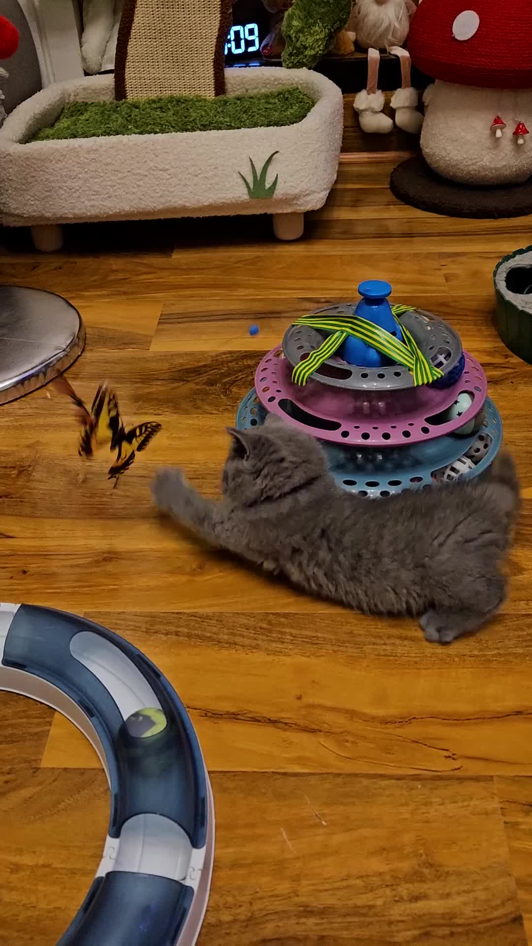 British Shorthair cats for sale: British Shorthair kitten's, GCCF pedigree - Video 4