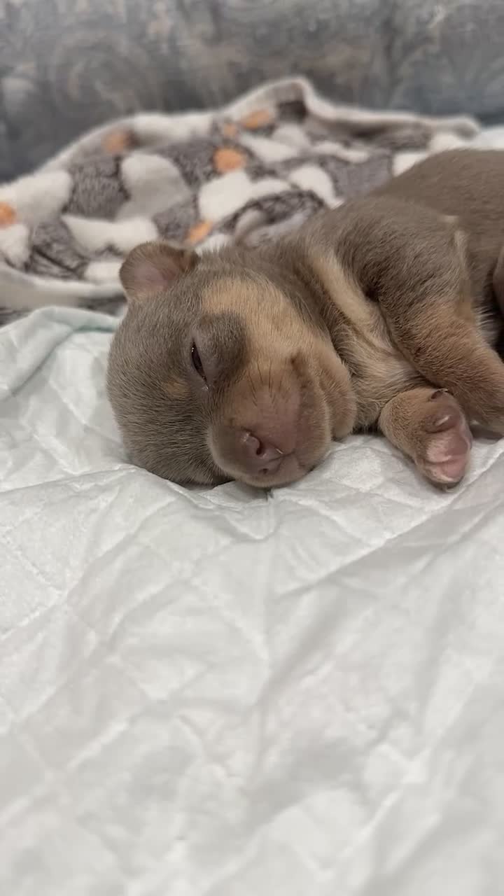 Chihuahua dogs for sale: STUNNING LILAC TRI CHIHUAHUA GIRLS 🎀 - Video 3