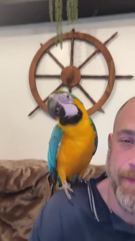Macaws birds for sale: A pair of Blue and gold macaws  - Video 1