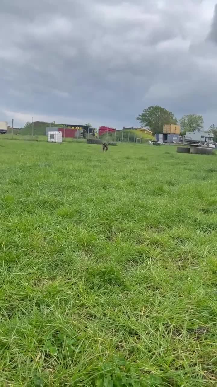 Mixed Breed dogs for adoption: BLOSSOM 🌸  - Video 2