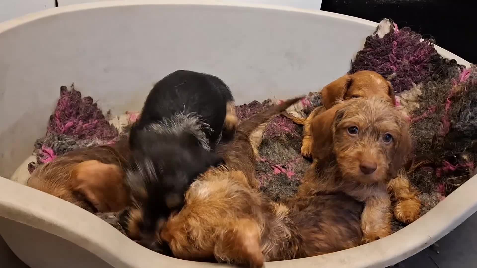 Miniature Dachshund dogs for sale:  🇬🇧 Mini Dachshund wired hair Stunning Colours🐾 - Video 1