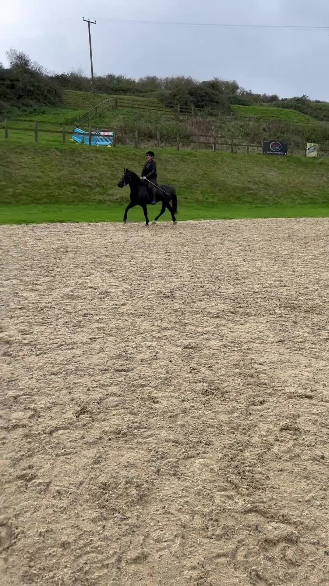 Welsh Section D horses for sale: Stunning 13,3/14hands Welsh D mare in Hailsham - Video 1