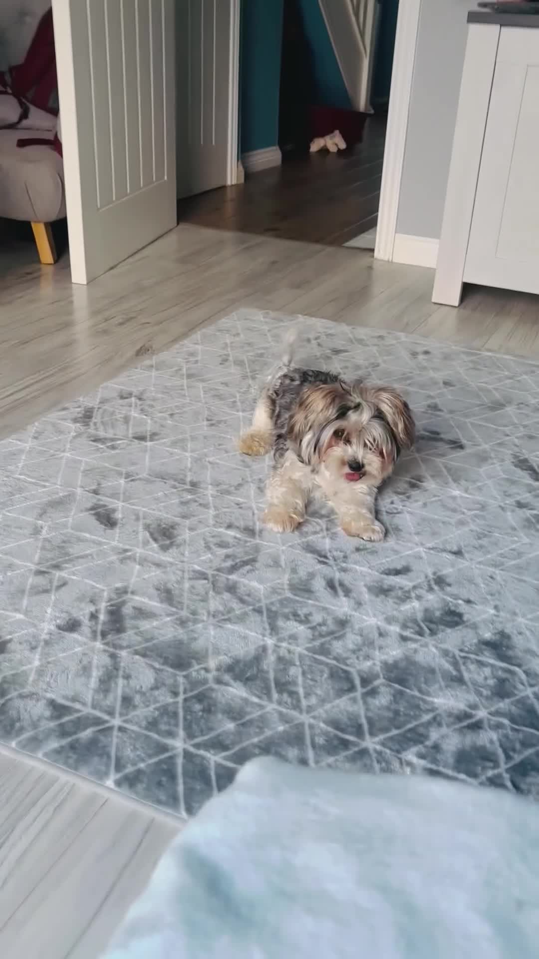 Yorkshire Terrier dogs for sale: ❤️ Beautiful merle Yorkshire terrier ready now❤️ - Video 1