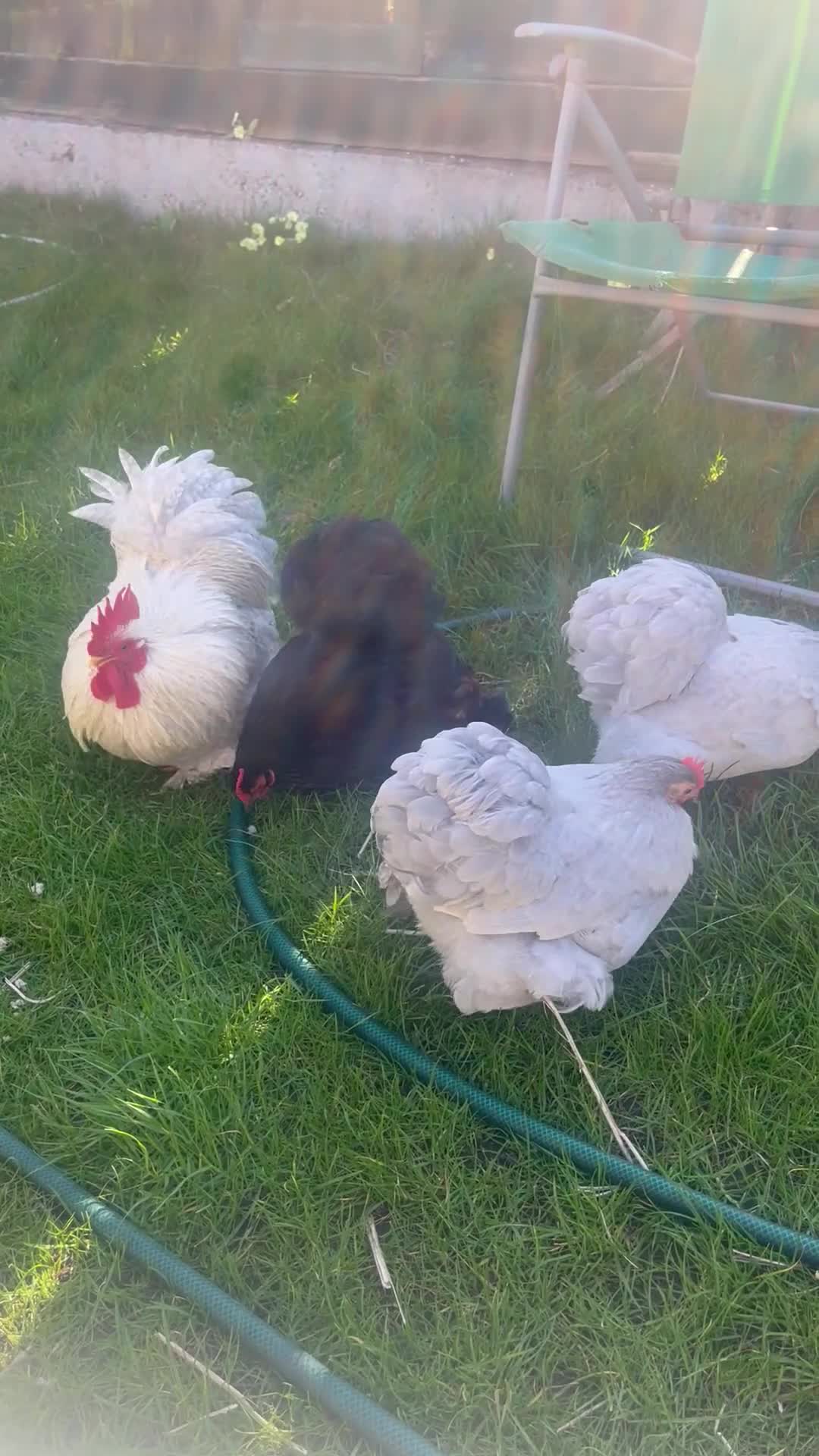 Chickens poultry for sale: Lavender and cuckoo bantams  - Video 1