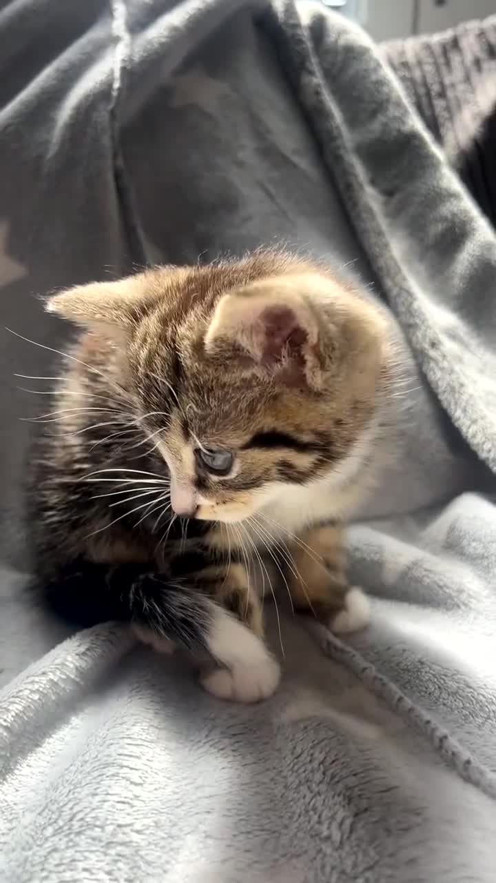 Mixed Breed cats for sale: kittens ready for reservation  - Video 2