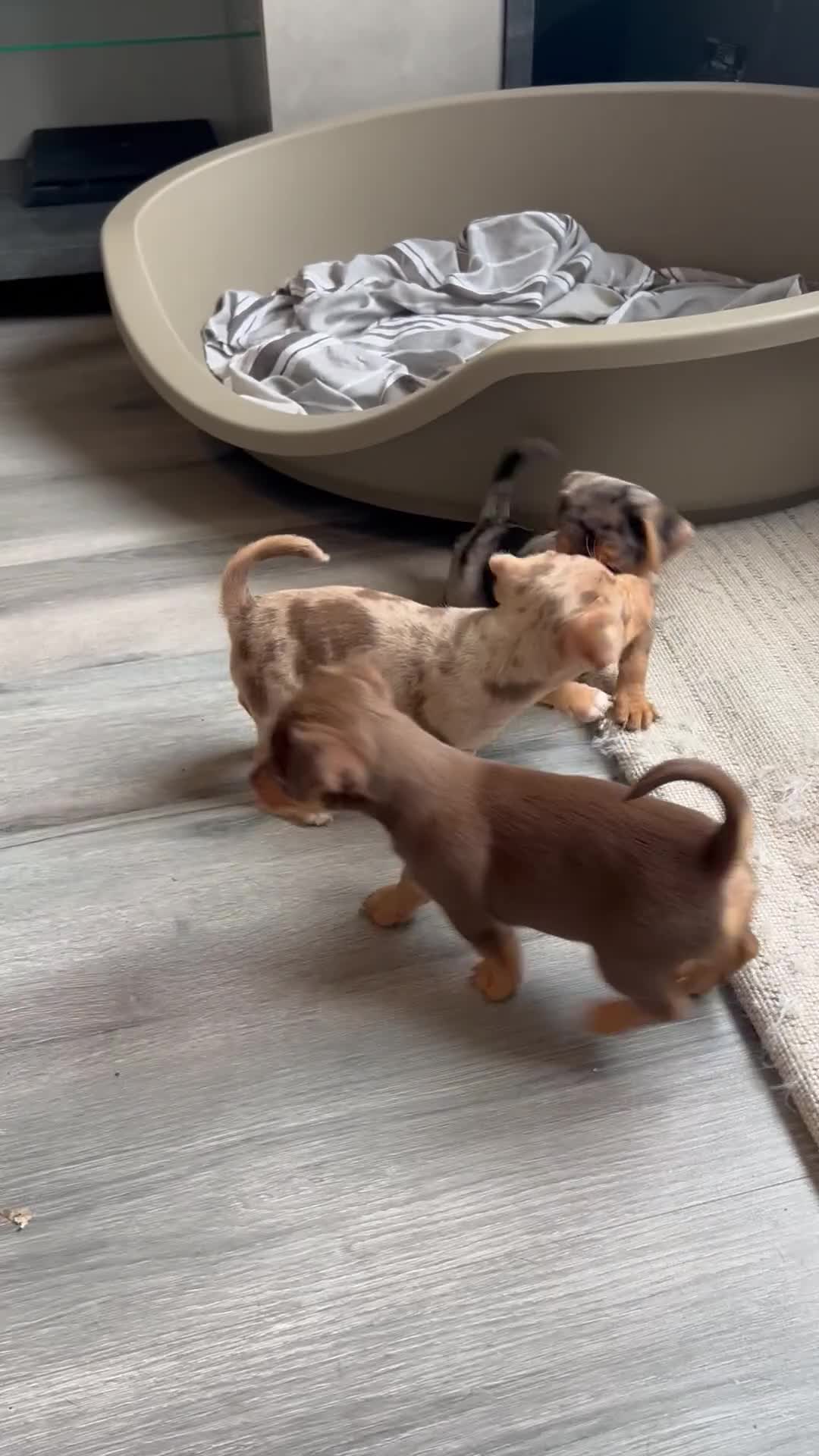 Jack Russell dogs for sale: Miniature Jack Russell  - Video 1