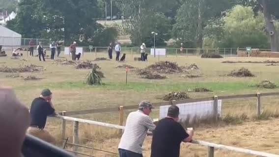 Labrador Retriever dogs for stud: FIELD TRIAL CHAMPION at STUD in Usk - Video 1