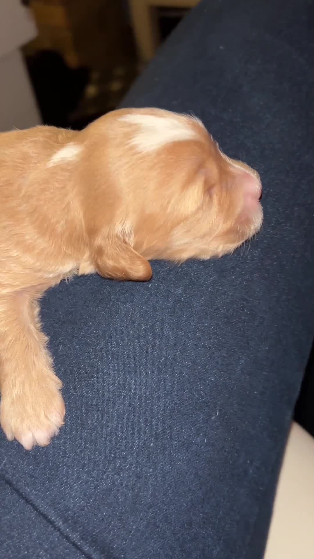 Cockapoo dogs for sale: Adorable F2 Cockapoo Puppies - First Litter  - Video 2