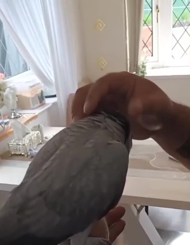 Parrots birds for sale: Very tame African grey named mily - Video 1