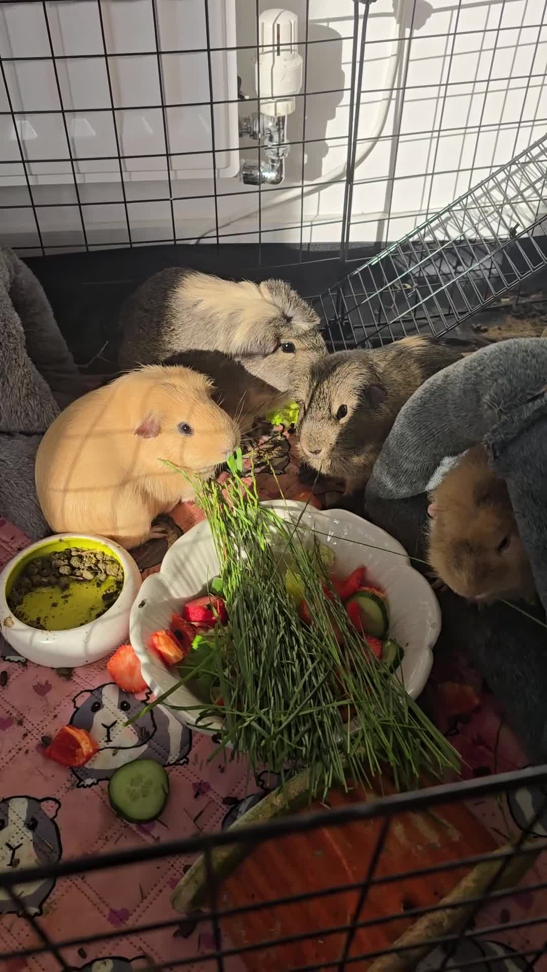Guinea Pig rodents for sale: guinea girls looking for loving home  - Video 1