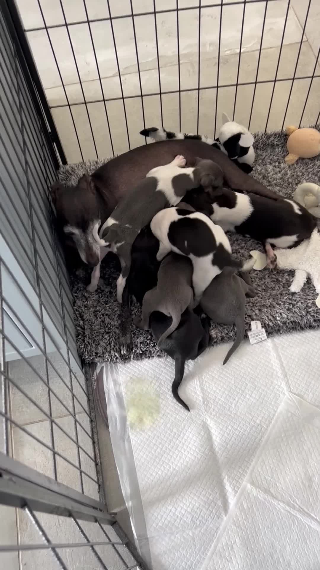 Italian Greyhound dogs for sale: Gorgeous iggy pups - Video 1