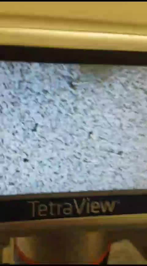 Standard Poodle dogs for stud: 3 Standard poodles for stud in Wirral - Video 2