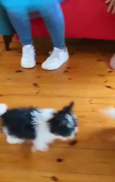 Biewer Terrier dogs for stud: Purebred Pedigree Biewer Terrier Proven Stud in Merthyr Tydfil - Video 4