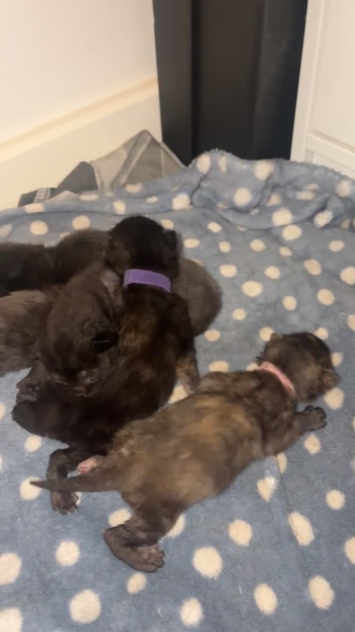 Mixed Breed cats for sale: Make kittens - Video 1
