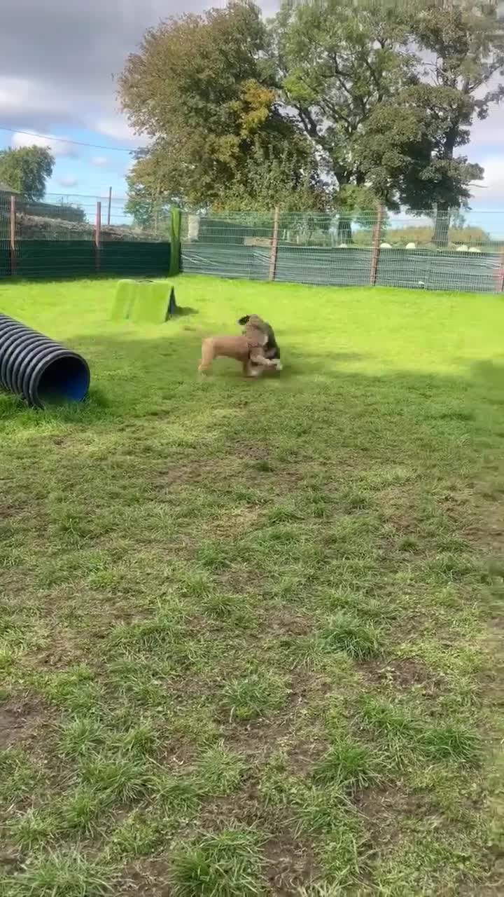 Bernedoodle dogs for sale: First Generation Bernadoodle Male 6mths - Video 1