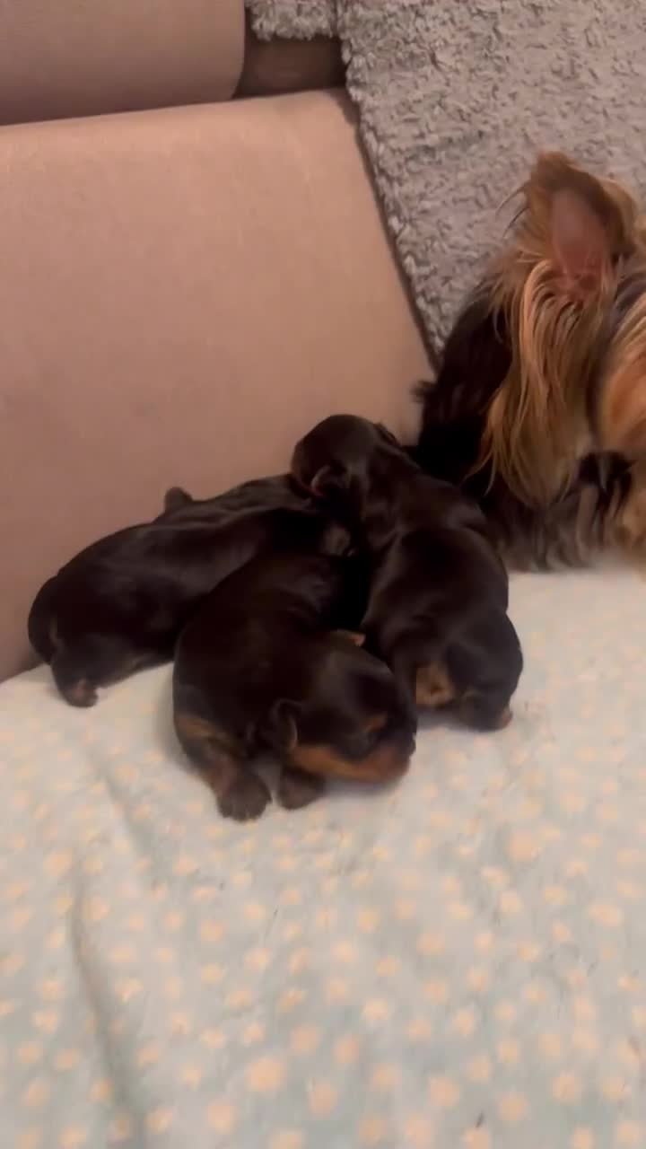 Yorkshire Terrier dogs for sale: YORKSHIRE TERRIER 3 BOYS 1 GIRL  - Video 1