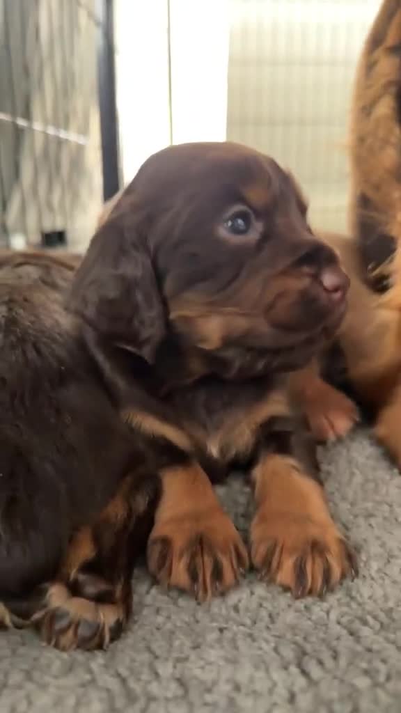 Cocker Spaniel dogs for sale: Stunning kc registered working cocker spaniels - Video 5