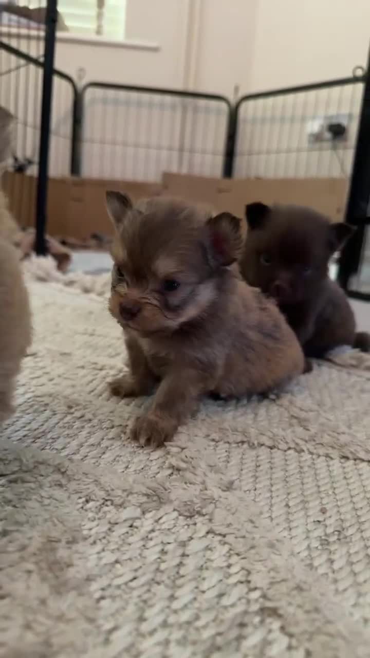 Mixed Breed dogs for sale: 4 beautiful Porkie puppies (Pomeranian x Yorkie) in Southminster - Video 2