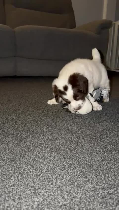 English Springer Spaniel dogs for sale: Beautiful Springer Spaniel Male  - Video 2