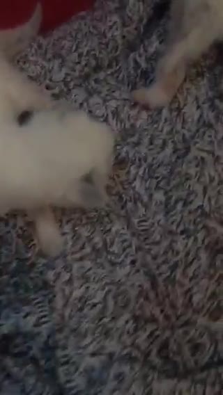 Ragdoll cats for sale: Purebred Ragdoll Kittens HCM PKD  clear - Video 3