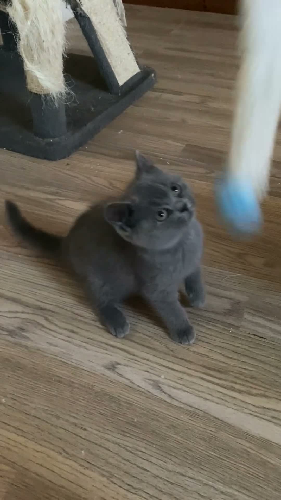 British Shorthair cats for sale: Stunning Blue & Black GCCF Kittens - Video 1