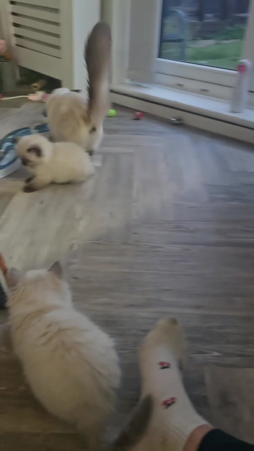 Ragdoll cats for sale: Gccf Registered Ragdoll kittens  in Prenton - Video 1