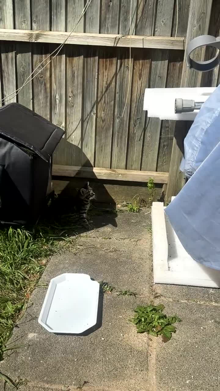 Domestic Shorthair cats for sale: Cats that need to be taken home asap in London - Video 1