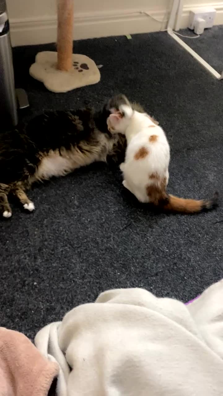 Domestic Shorthair cats for sale: Meet Nala – Your New Furry Best Friend! - Video 4