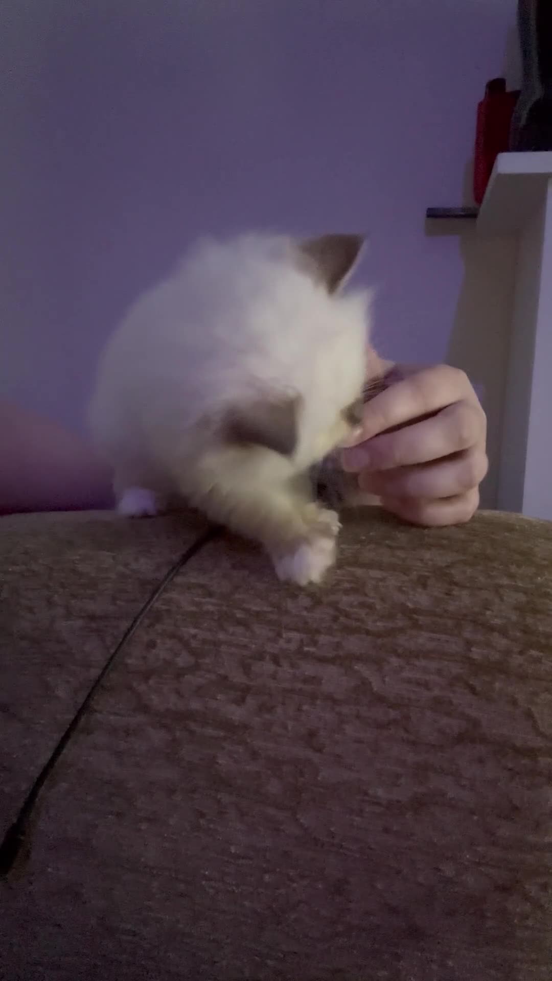 Ragdoll cats for sale: READY NOW GCCF chocolate mitted male - Video 2