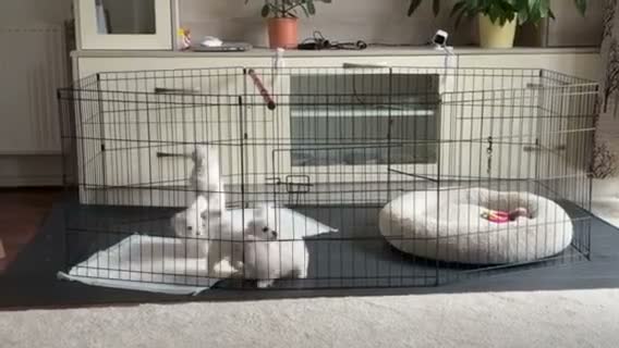 Maltese dogs for sale: Adorable Maltese Puppies Looking for Forever Homes - Video 1