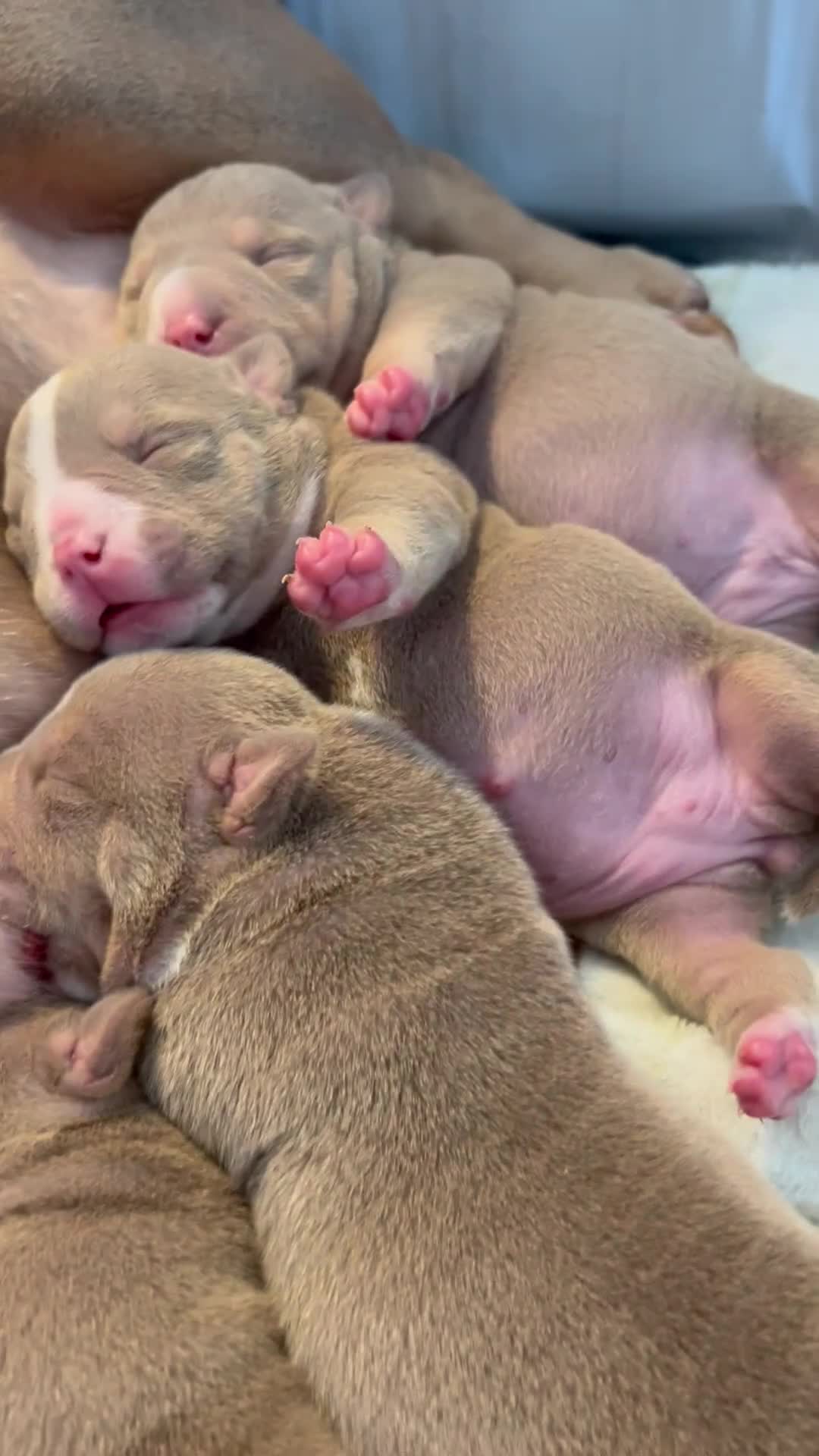 American Bully dogs for sale: Micro pocket bullies  - Video 1
