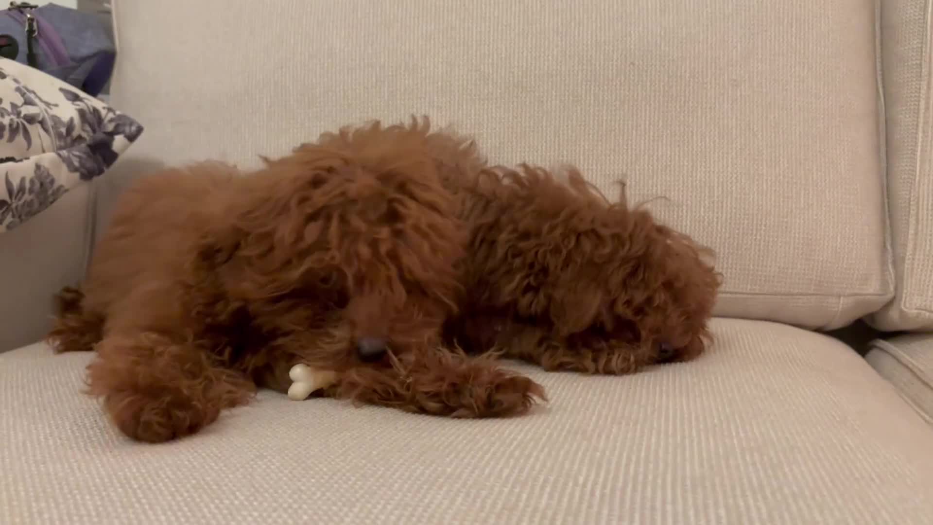Toy Poodle dogs for sale: Miniature toy poodle boy  - Video 1