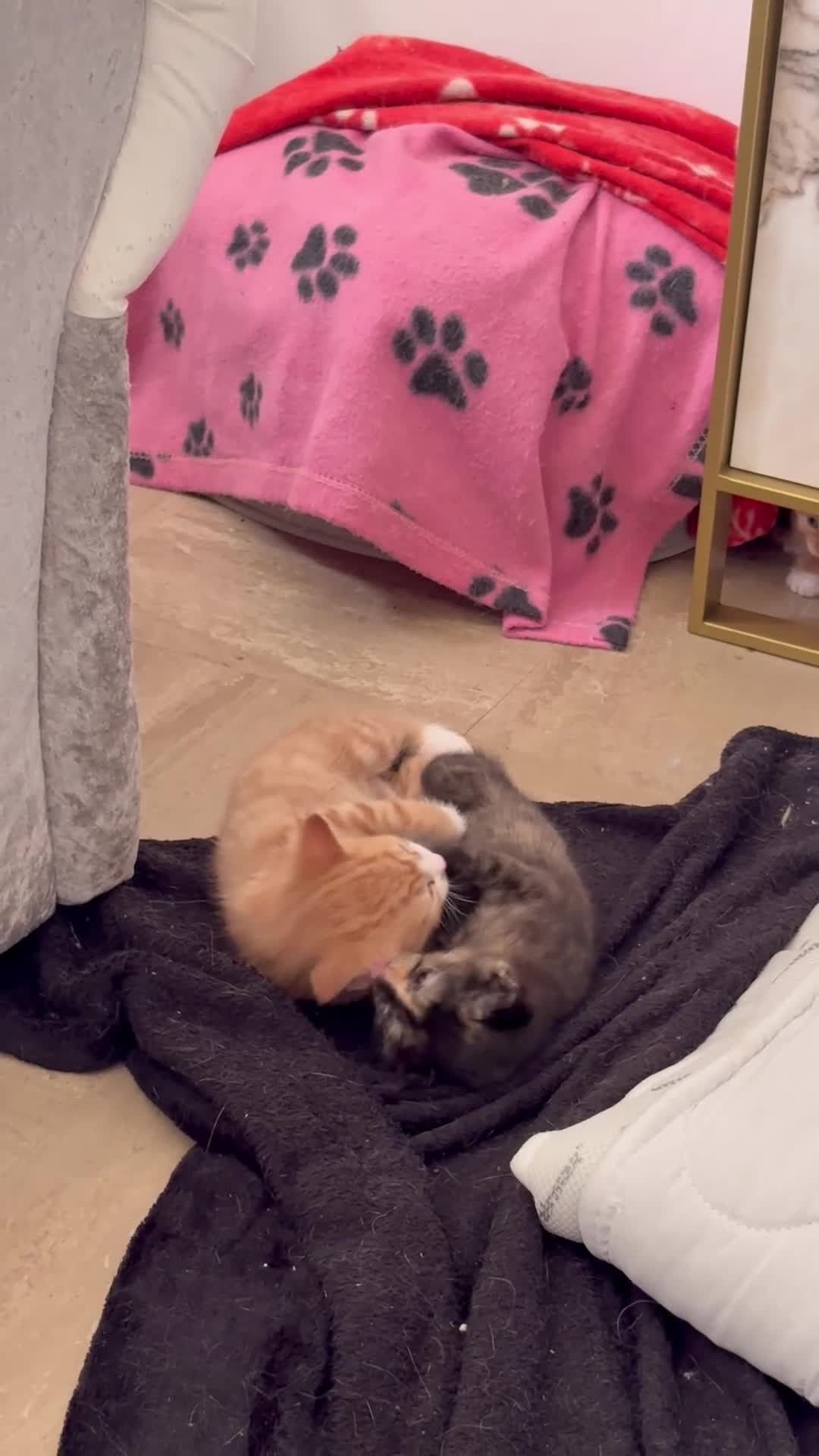 Mixed Breed cats for sale: Kittens for sale in Hounslow - Video 2